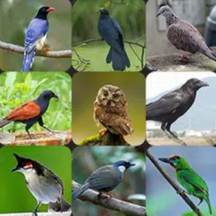 download Suoni degli uccelli tailandesi XAPK