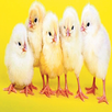 Broiler Hatchery APK