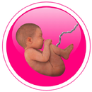 40Weeks - Pregnancy calculator APK