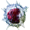 Kit4h.com: blood test explains diseases APK