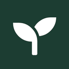 Leafless icon