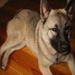 Fotos de cachorros
