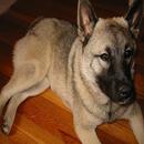 Fotos e nomes cachorros APK