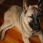 Fotos de cachorros icône