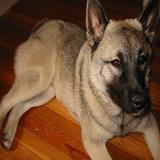 Fotos de cachorros أيقونة