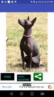 Fotos de cachorros Affiche