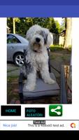Fotos de cachorros capture d'écran 1