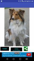 Fotos de cachorros capture d'écran 2