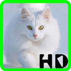 Fondos de pantalla de gatos-icoon