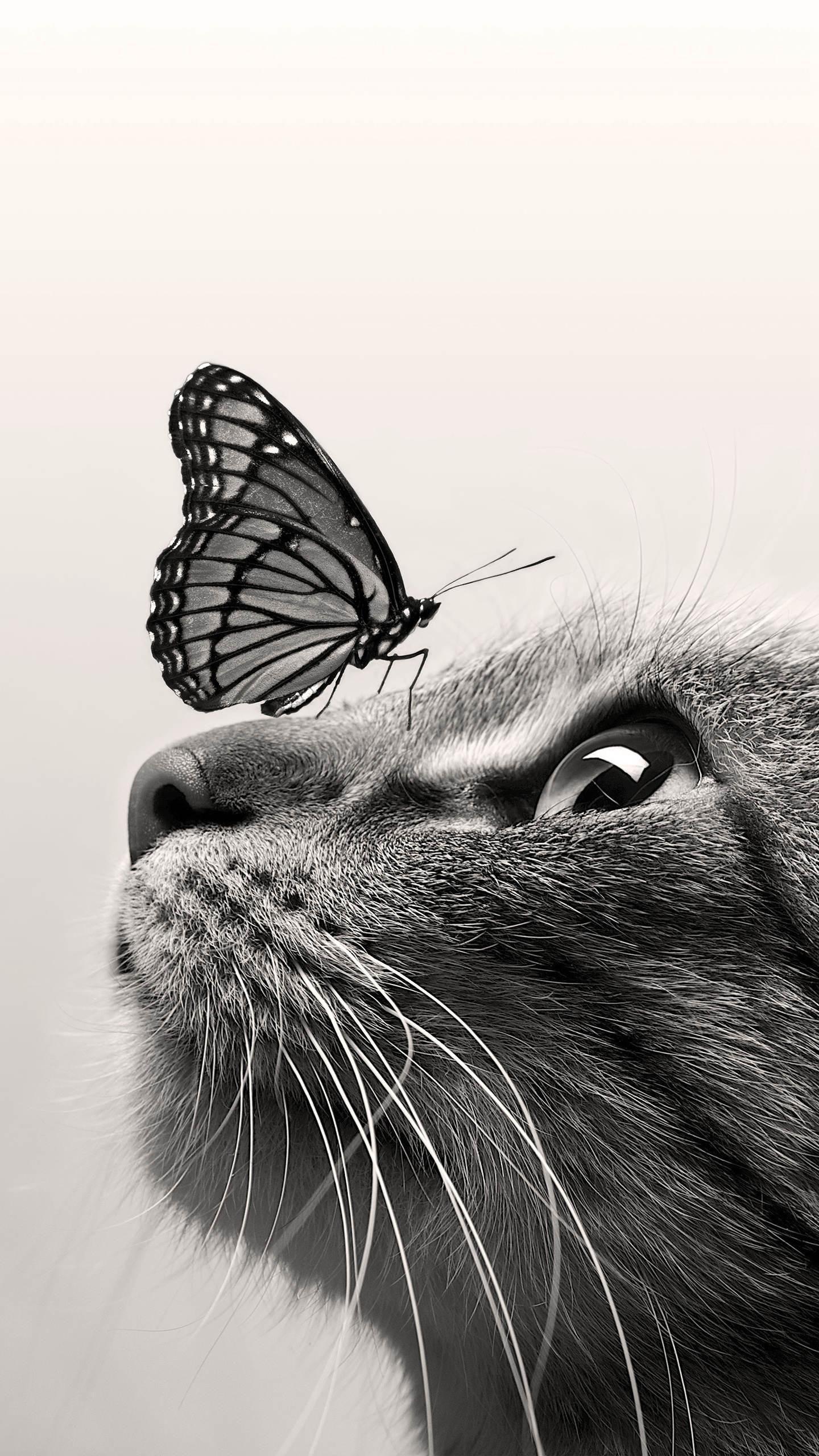 Android İndirme için Fondos de pantalla de gatos APK Android İndirme için Fondos de pantalla de gatos APK