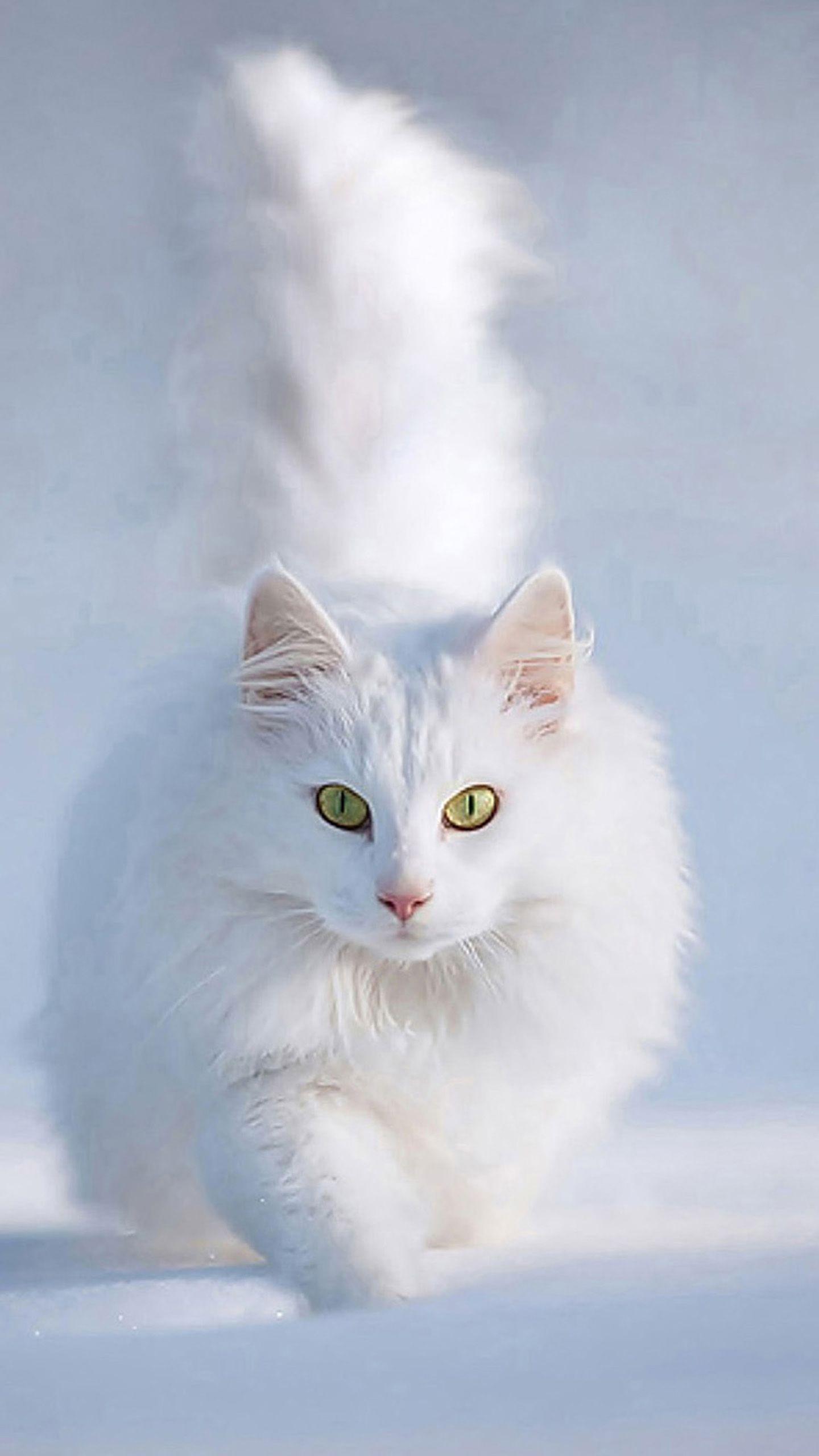 Fondos de pantalla de gatos APK pour Android Télécharger Fondos de pantalla de gatos APK pour Android Télécharger