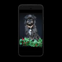 Affenpinscher Wallpaper Poster
