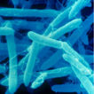 DNA Bar Coding