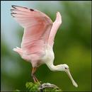 APK Best Ibis Bird Wallpaper