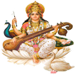 Twinkle Star English High Scho icon