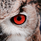 Owl Wallpaper أيقونة