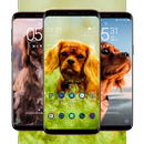 Cocker Spaniel Wallpaper APK