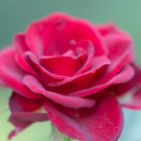 Flower Wallpaper APK
