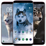 Siberian Husky Wallpaper أيقونة