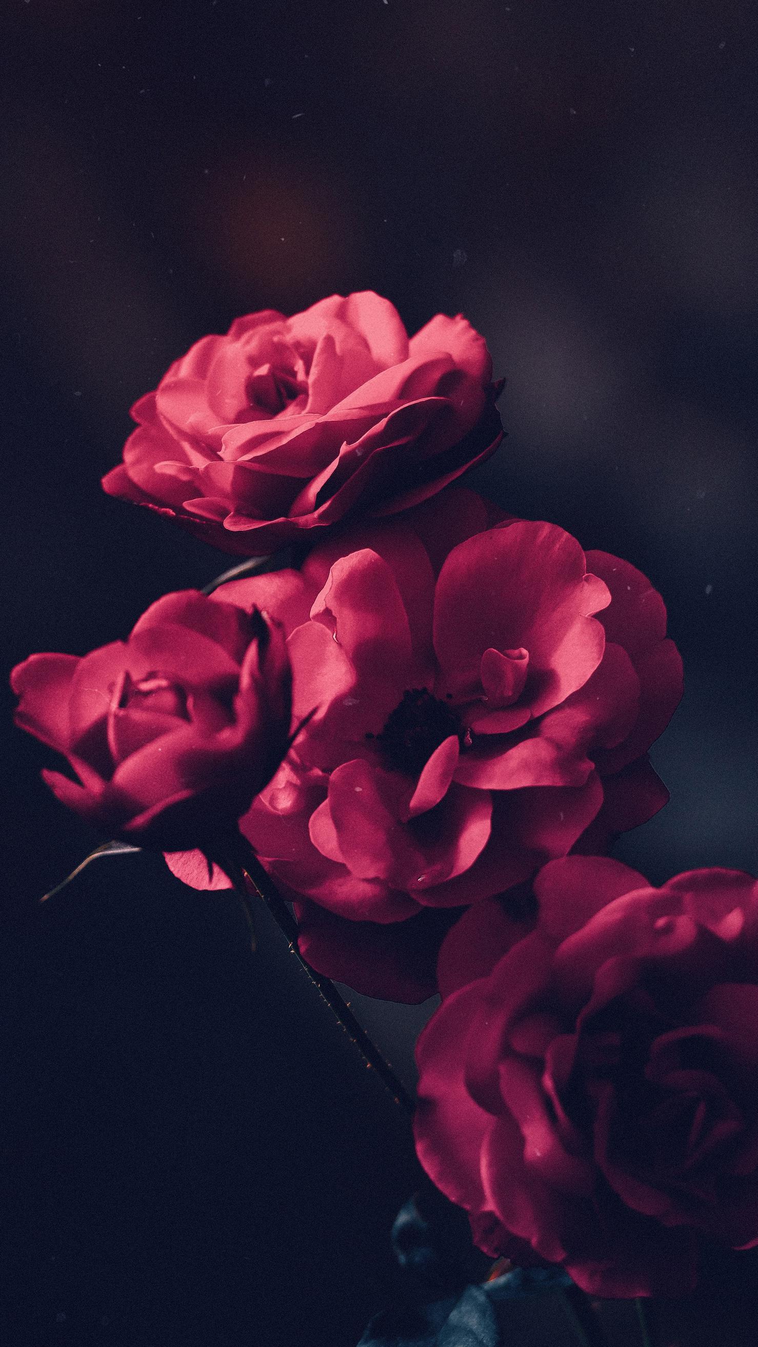 Featured image of post Flowers Wallpaper 4K - Home » resolutions » 4k wallpapers » artistic flower 4k wallpaper 3840×2160.