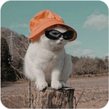 Aesthetic Wallpaper - Cute HD