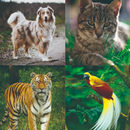 Animal Sounds APK
