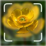 Flower ID: Flower Identifier أيقونة