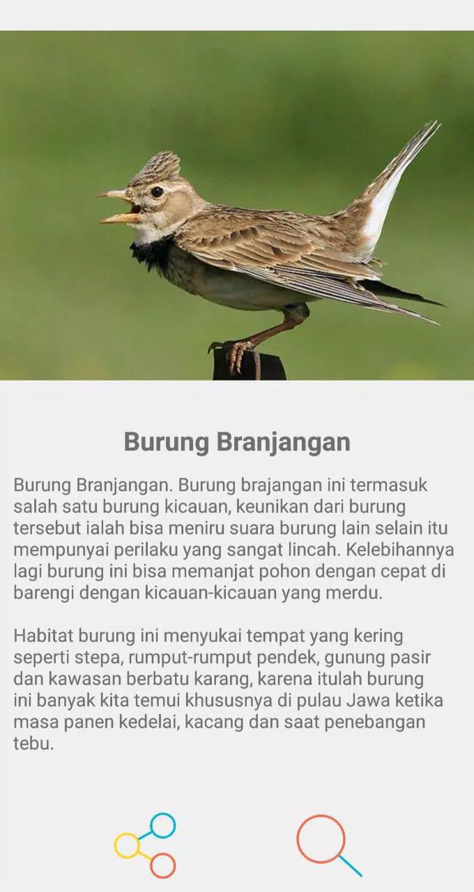 94 Gambar Burung Dan Namanya Terbaik