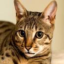 NAMA NAMA KUCING APK