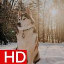 Siberian Husky Wallpapers HD Offline APK
