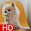 Pomeranian Wallpapers HD Offline APK