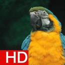 Parrot Wallpapers HD Offline APK