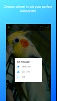 Parrot Wallpapers HD Offline Screenshot 2
