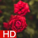 Red Rose Wallpapers HD Offline APK