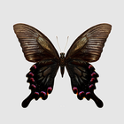 台灣的蝴蝶 icon