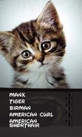 Automatic cat identifier screenshot 1