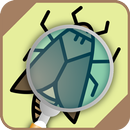 Automatic insect identifier APK