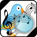 Identifier of the most beautiful bird songs APK