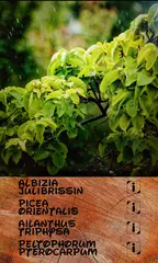 Identifier trees and plants APK download