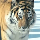 Amur Tiger أيقونة