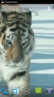 Амурский тигр постер