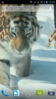 Amur Tiger capture d'écran 1