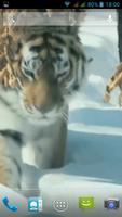 Amur Tiger تصوير الشاشة 1