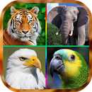 صدای پرندگان و حیوانات-APK