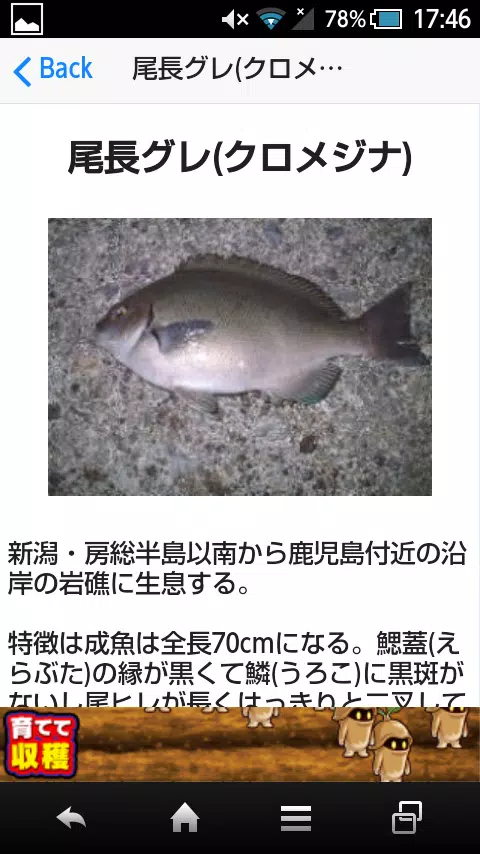 Descarga De Apk De 磯 波止 船釣りで釣れる魚 Para Android Descarga De Apk De 磯 波止 船釣りで釣れる魚 Para Android