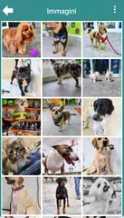 Descargar XAPK de Coccole A Quattro Zampe