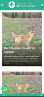 Sanitaveterinaria.com imagem de tela 1