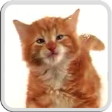 CAT LICKS LIVE WALLPAPER FREE icône