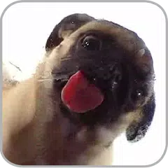 Dog Licker Live Wallpaper FREE APK download