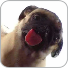 Dog Licker Live Wallpaper FREE icon